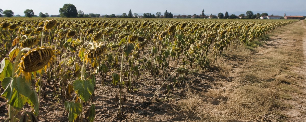 Campo di girasoli appassiti durante una fase di caldo e siccità estiva